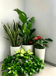 宁波绿植租摆案例基础知识大全，快速掌握